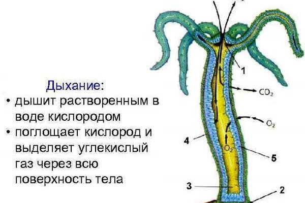 Kraken cc зеркало kr2web in